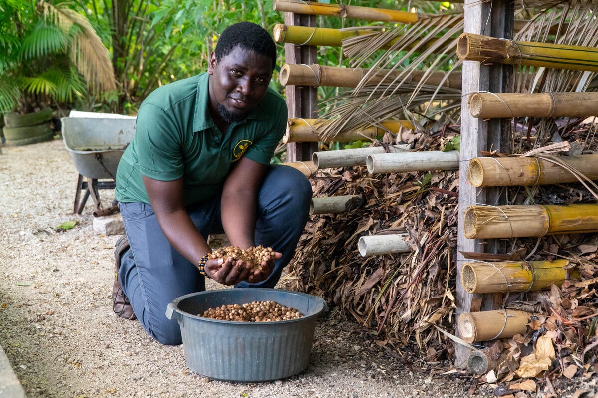 Ermano Prevoir poses with açaí berries next to his composting bin A man poses with açaí berries next to his composting bin