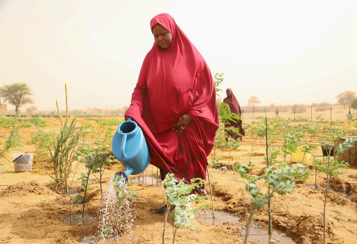 Niger. Un rapatrié nigérien arrose des plants de moringa dans un jardin maraîcher