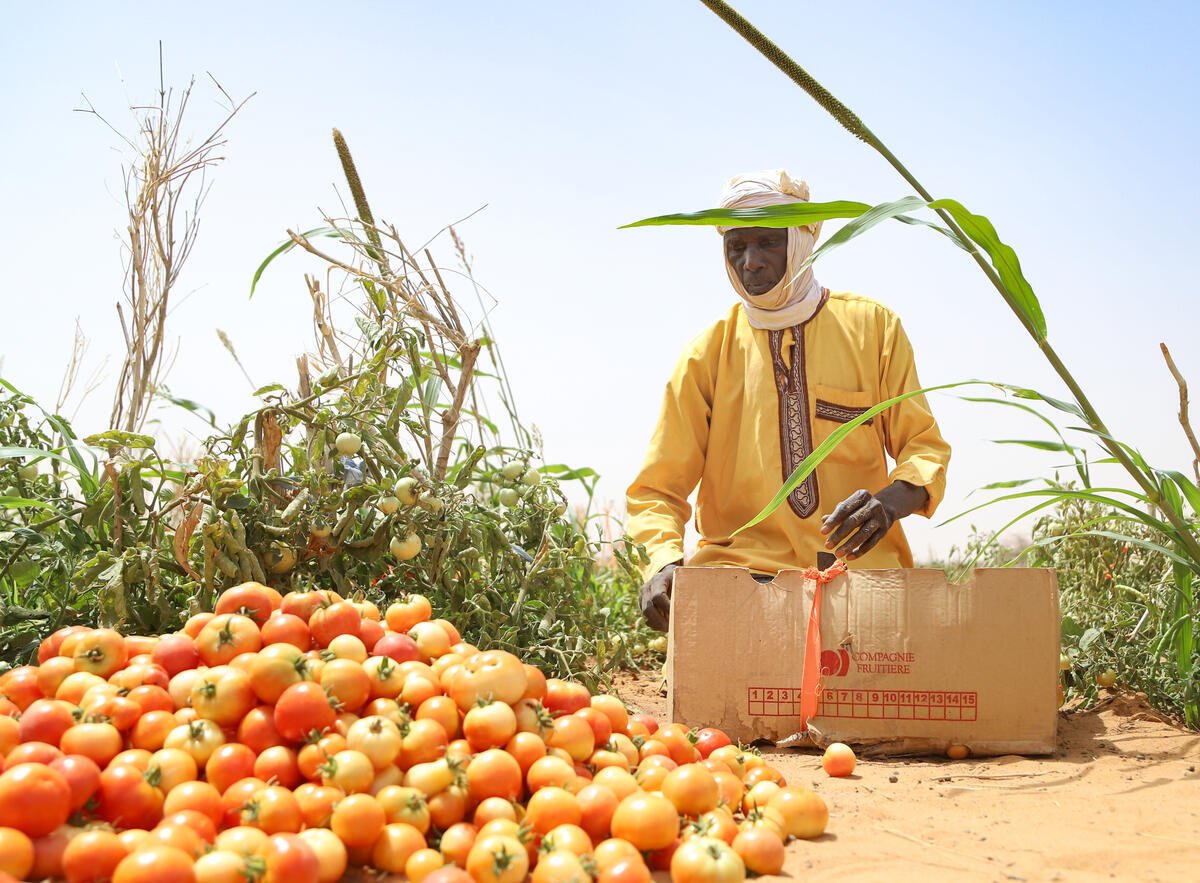 Niger. Un Nigérien récolte des tomates dans un jardin maraîcher à Abala