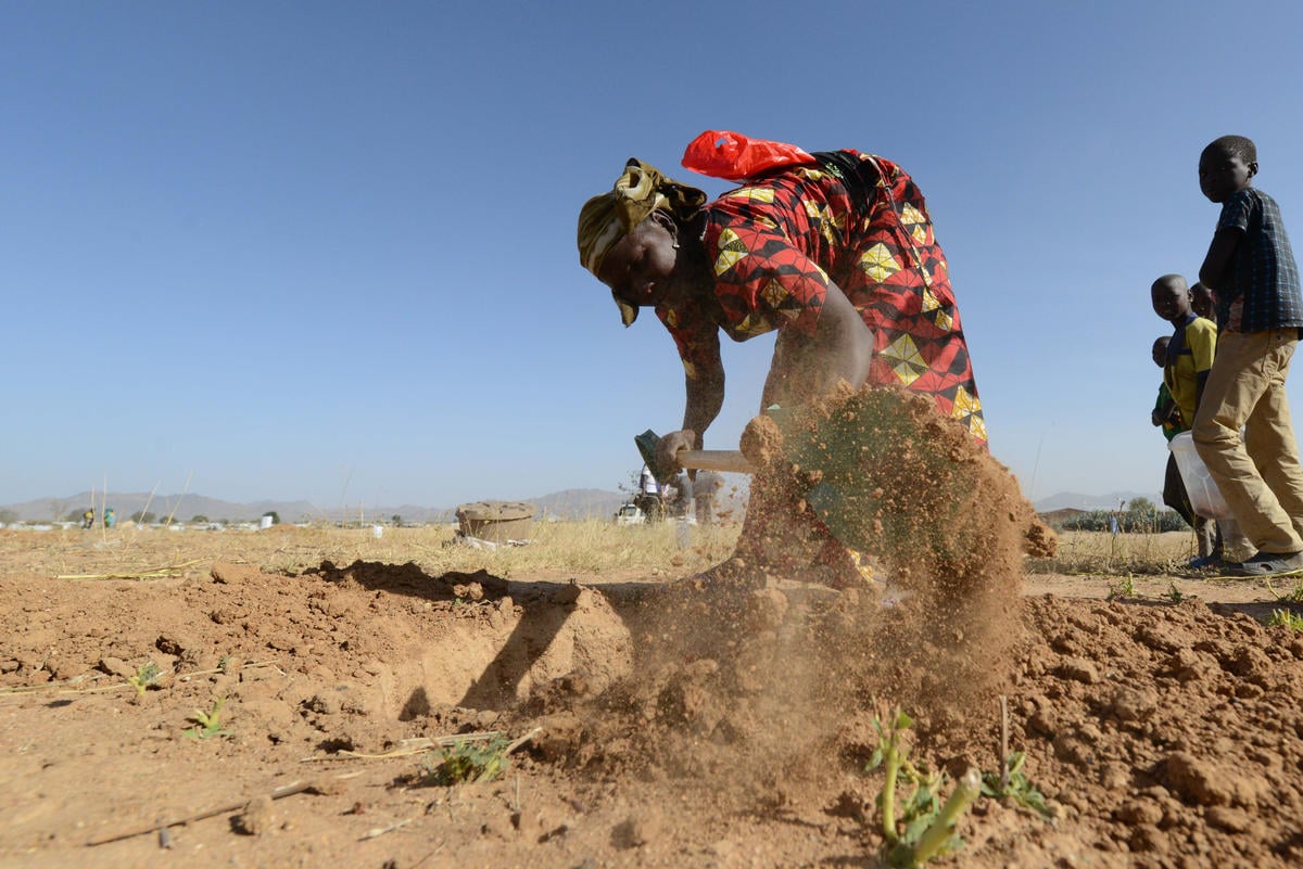 Cameroon. Reforestation operation in Minawao refugee site