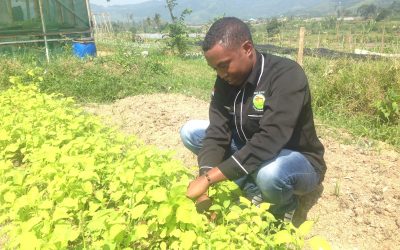 Para pengungsi dan pemuda Indonesia belajar pertanian organik demi masa depan yang lebih baik