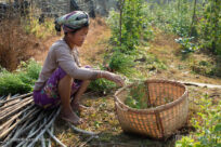 I rifugiati Rohingya e le comunità locali in Bangladesh ricevono aiuto per coltivare e vendere i loro prodotti