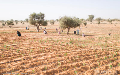 Le comunità del Niger si adattano alle migrazioni forzate e al clima che cambia