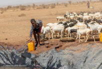 Le famiglie etiopi lottano per sopravvivere durante la peggiore siccità degli ultimi 40 anni