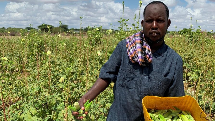 Agricultural farming, a reliable source of livelihood for both refugees and host community in Dadaab   