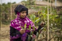 Rohingya 3 jaar op de vlucht: zaden bieden kansen voor Sahera