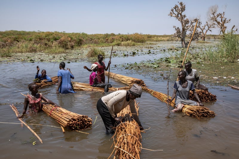 Women make up bundles of reeds as they stand in water.