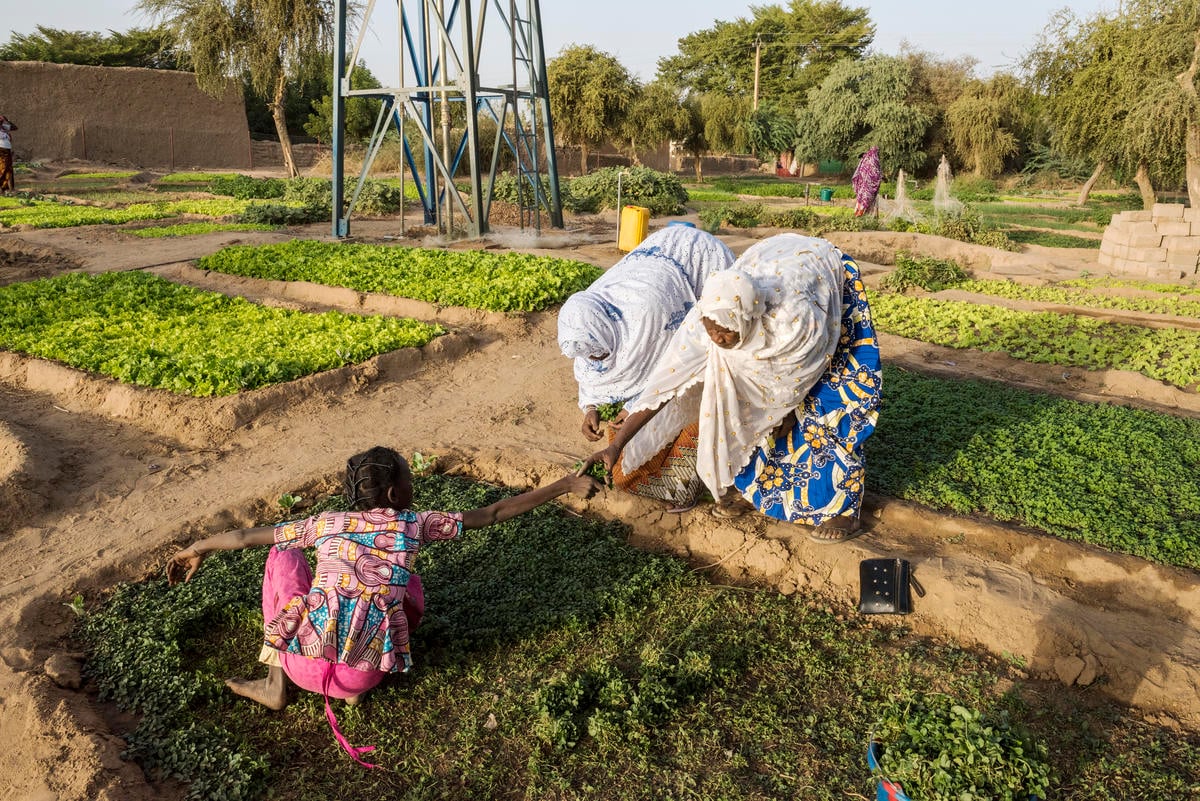 Mali. Gao women's agricultural association given help to grow